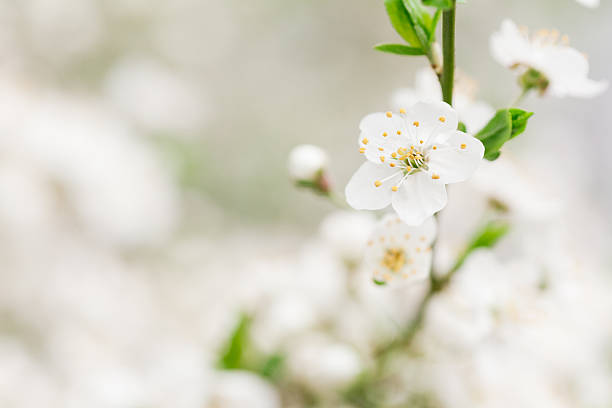 istock Early blossom of cherry 178720521