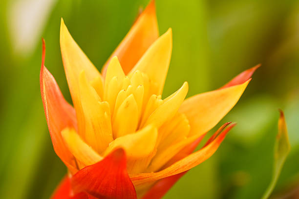 cor de abacaxi - cactus flower single flower bromeliad - fotografias e filmes do acervo