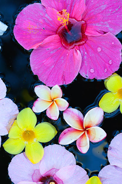 istock Tropical flowers in water 178720839