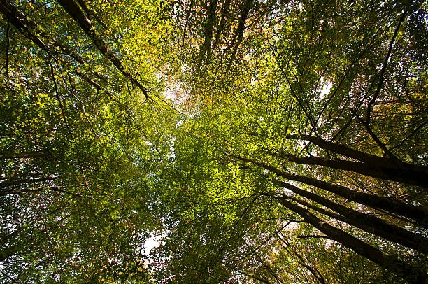istock treetops seen from below with green leaves 178720882