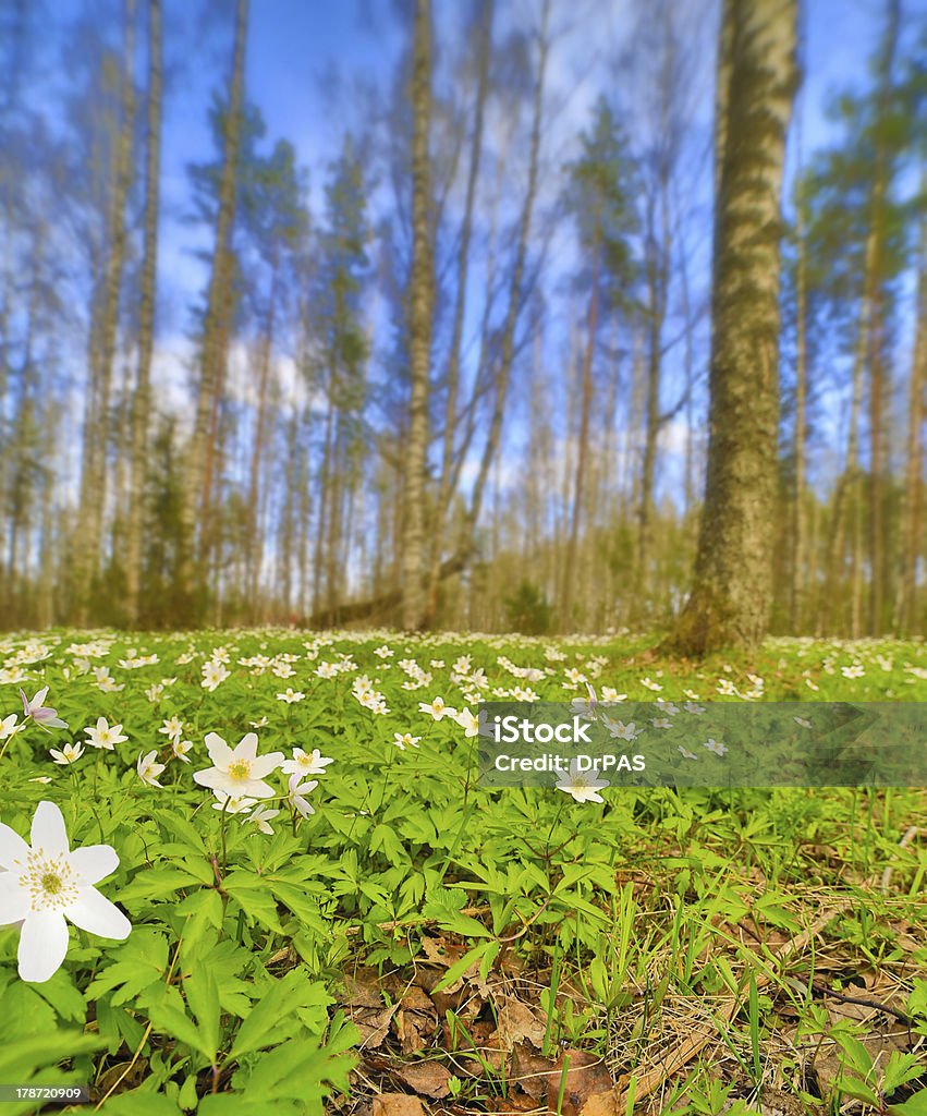 Czyszczenie anemones kwiaty wiosną forest - Zbiór zdjęć royalty-free (Anemon)