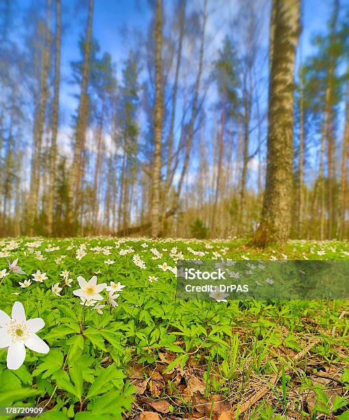 Czyszczenie Anemones Kwiaty Wiosną Forest - zdjęcia stockowe i więcej obrazów Anemon - Anemon, Bez ludzi, Biały