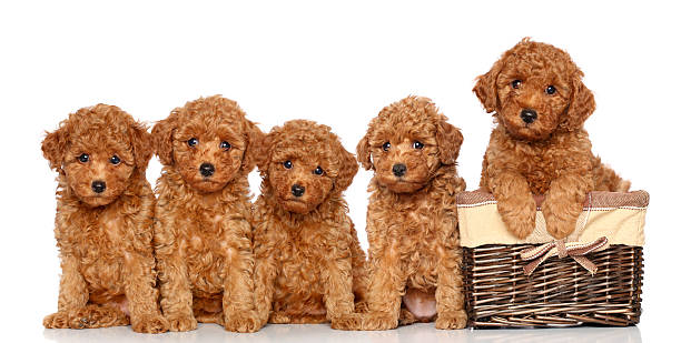 istock Poodle puppies with basket 178720942