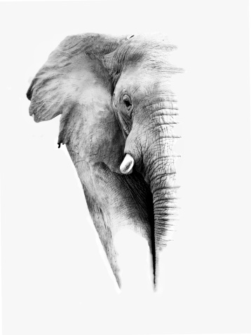 Artistic black and white image of an African Elephant