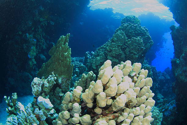 istock Marine Life in the Red Sea 178721425