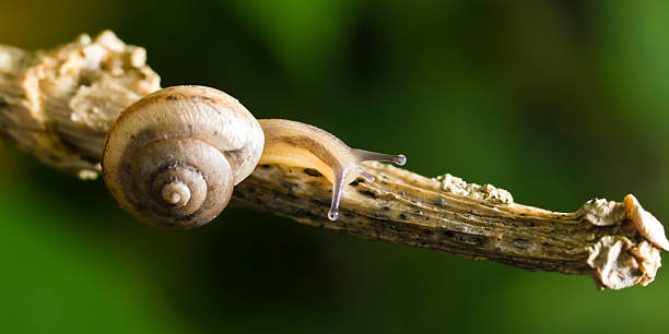 Brown Caracol de Jardim - foto de acervo