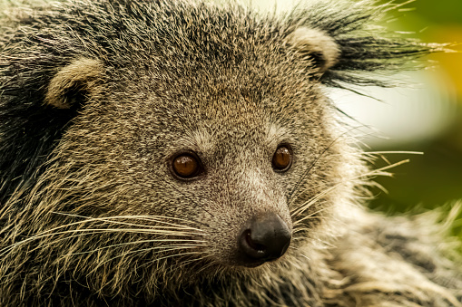 Binturung or Binturong (Arctictis binturong) is a type of large-bodied ferret, a member of the Viverridae tribe. Some Malay dialects call binturong, menturung or menturun. In English, this animal is called Binturong, Malay Civet Cat, Asian Bearcat, Palawan Bearcat, or simply Bearcat.