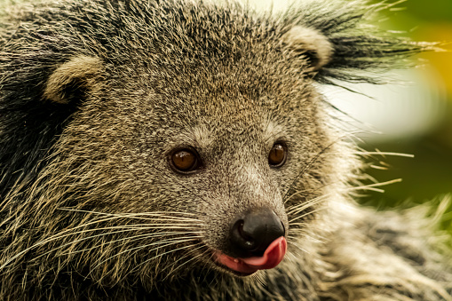 Binturung or Binturong (Arctictis binturong) is a type of large-bodied ferret, a member of the Viverridae tribe. Some Malay dialects call binturong, menturung or menturun. In English, this animal is called Binturong, Malay Civet Cat, Asian Bearcat, Palawan Bearcat, or simply Bearcat.