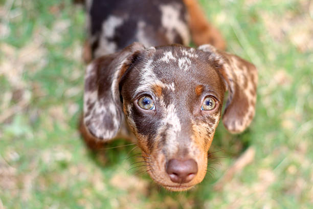 istock Brown Dachshund looking up at the camera 178721782
