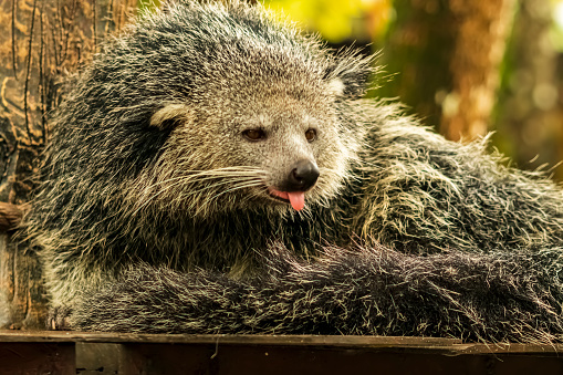 Binturung or Binturong (Arctictis binturong) is a type of large-bodied ferret, a member of the Viverridae tribe. Some Malay dialects call binturong, menturung or menturun. In English, this animal is called Binturong, Malay Civet Cat, Asian Bearcat, Palawan Bearcat, or simply Bearcat.