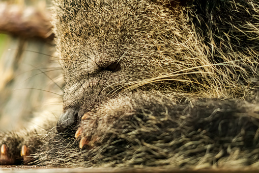 Binturung or Binturong (Arctictis binturong) is a type of large-bodied ferret, a member of the Viverridae tribe. Some Malay dialects call binturong, menturung or menturun. In English, this animal is called Binturong, Malay Civet Cat, Asian Bearcat, Palawan Bearcat, or simply Bearcat.