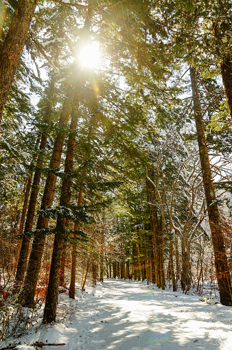 snowing trail (needle fir)