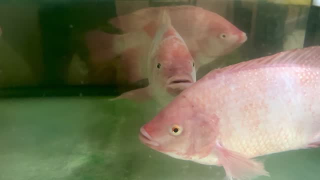 Snapper fish in tank