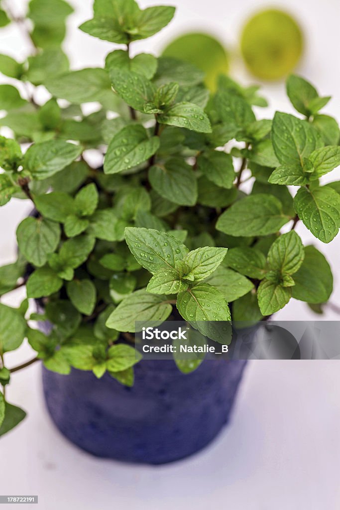Organic mint plant Mint plant with lime on background Flower Pot Stock Photo