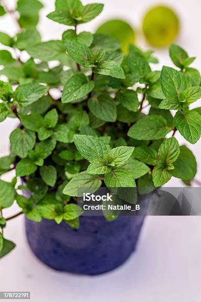 Organic Mint Plant Stock Photo - Download Image Now - Flower Pot, Food, Green Color