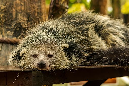 Binturung or Binturong (Arctictis binturong) is a type of large-bodied ferret, a member of the Viverridae tribe. Some Malay dialects call binturong, menturung or menturun. In English, this animal is called Binturong, Malay Civet Cat, Asian Bearcat, Palawan Bearcat, or simply Bearcat.