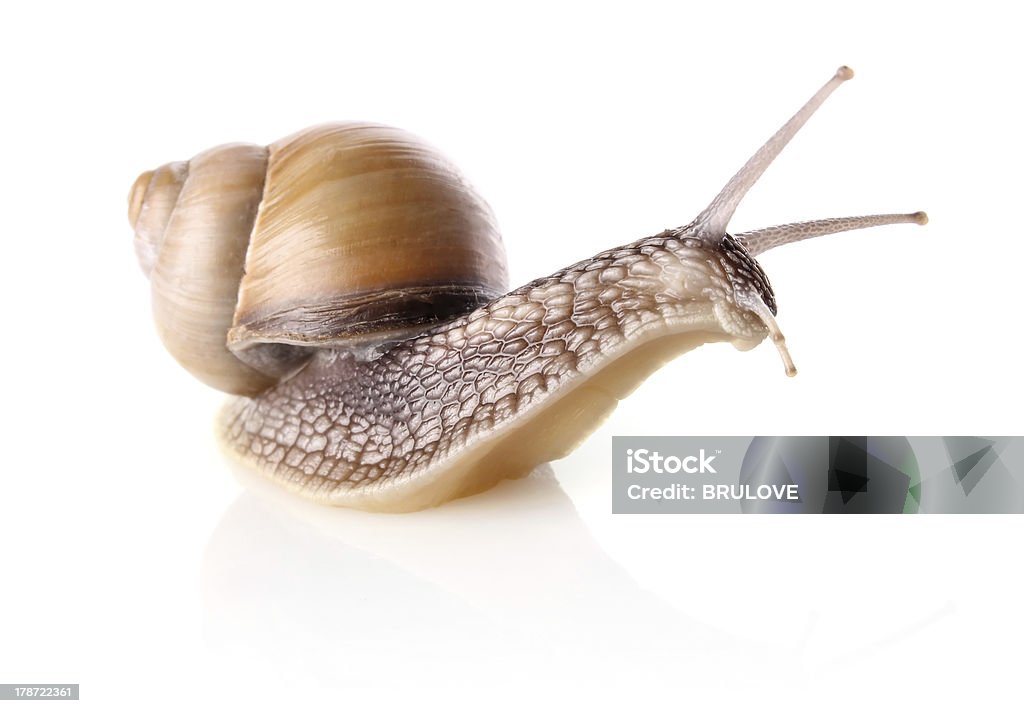 garden snail (Helix aspersa) garden snail (Helix aspersa) isolated on white background Animal Stock Photo