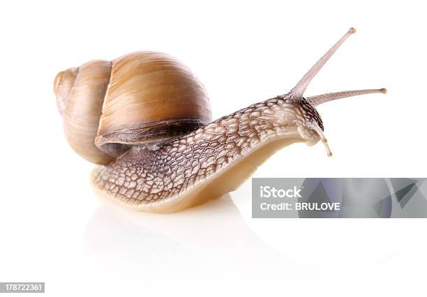 Garden Snail Stock Photo - Download Image Now - Animal, Horizontal, Invertebrate