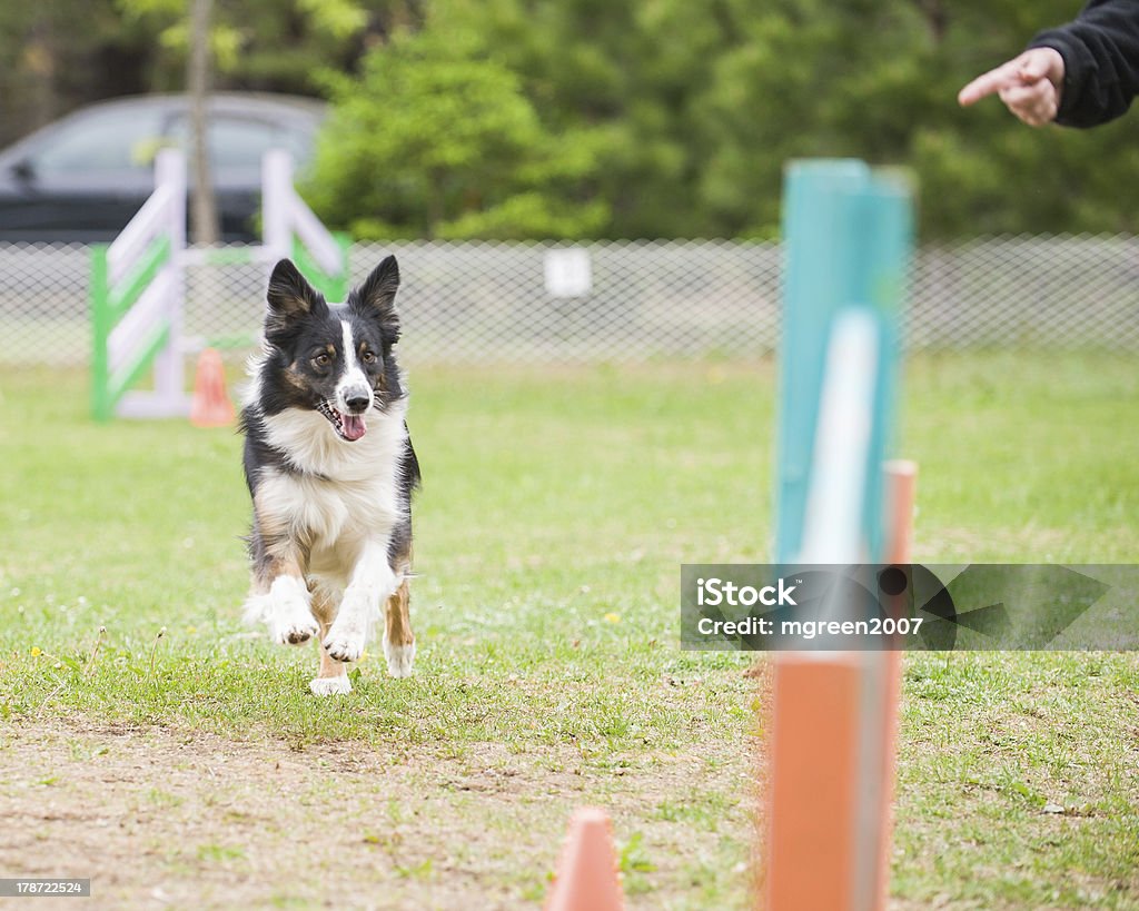 Australian Shepherd appraoching Weave poles Australian Shepherd running towards entrance of Weave poles in an agility competition. Activity Stock Photo