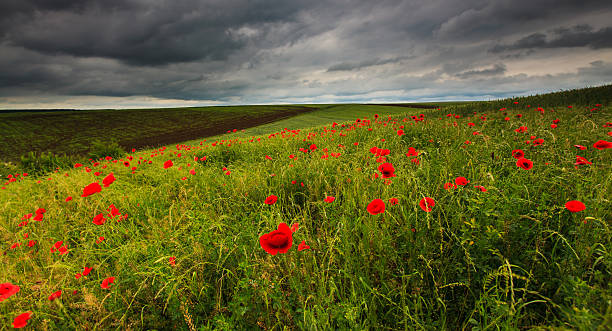 istock Beautiful rural field under stormy sky 178722641
