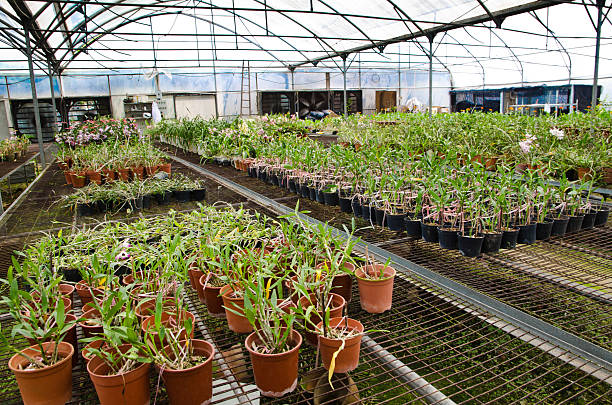 istock green house orchid flower nursery 178722791