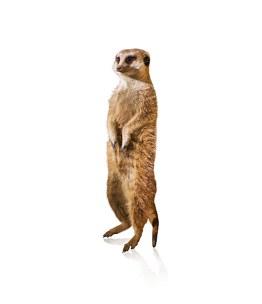 istock Portrait Of Meerkat 178722811