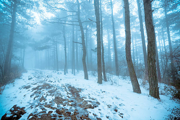 istock pine forest in fog and snow 178722831