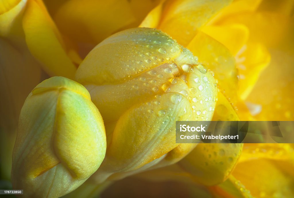 Giallo fresia con dewdrops - Foto stock royalty-free di Bocciolo