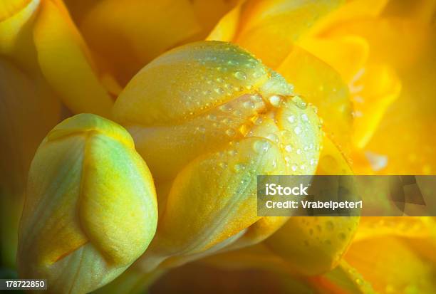 Giallo Fresia Con Dewdrops - Fotografie stock e altre immagini di Bocciolo - Bocciolo, Brillante, Capolino