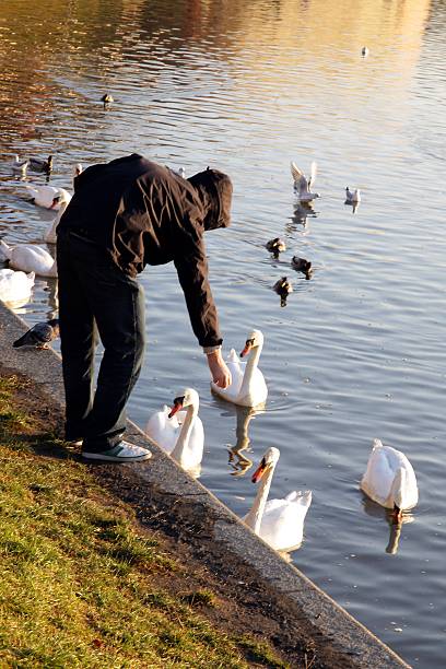 istock swans and ducks on water of Vistula river 178722855