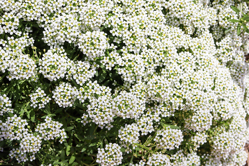 white alyssum flowers