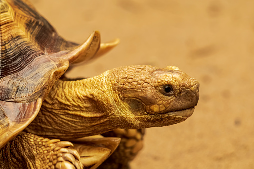 The African spurred tortoise (Centrochelys sulcata), also called the sulcata tortoise, is an endangered species of tortoise inhabiting the southern edge of the Sahara Desert, the Sahel, in Africa. It is the largest mainland species of tortoise in the world, and the third-largest in the world, after the Galapagos tortoise and Aldabra giant tortoise.