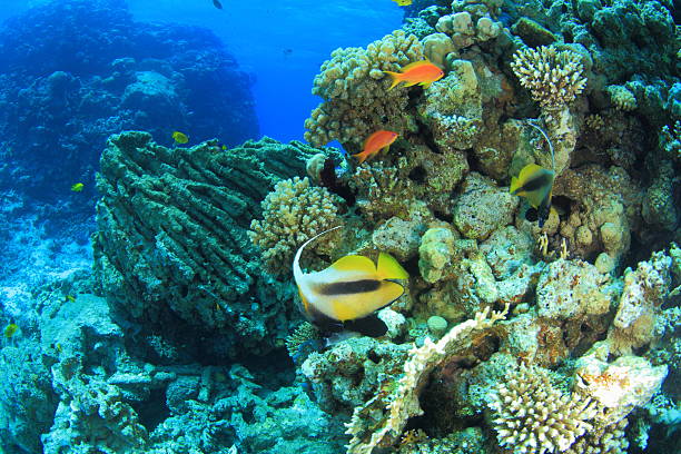 istock Marine Life in the Red Sea 178722929