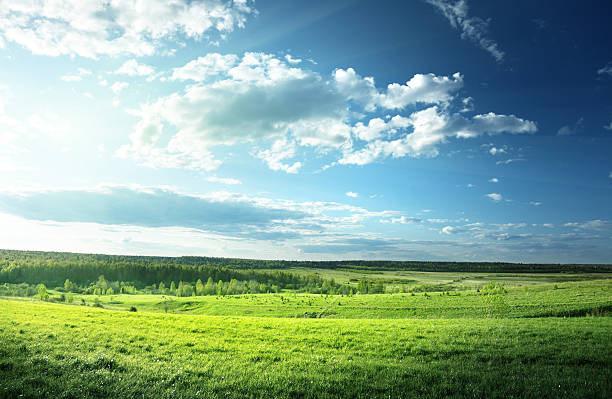 istock field of spring grass and forest 178723216