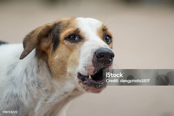 Barking Dog Stock Photo - Download Image Now - Activity, Animal, Backgrounds