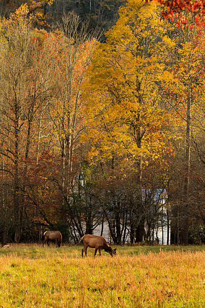 istock Female Elk Grazing 178723554