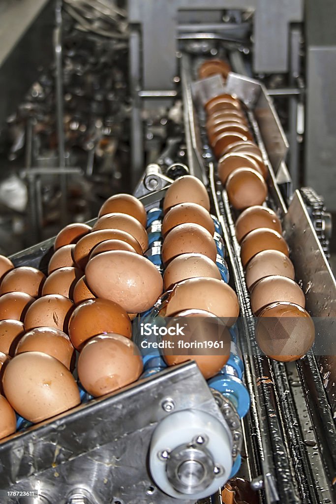 Яйцо Производственная линия - Стоковые фото Machinery роялти-фри