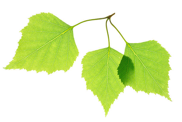 istock Green birch leaves isolated 178723907