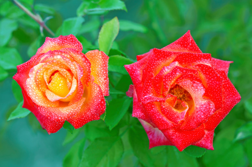 Two red and yellow roses on a green leaves background