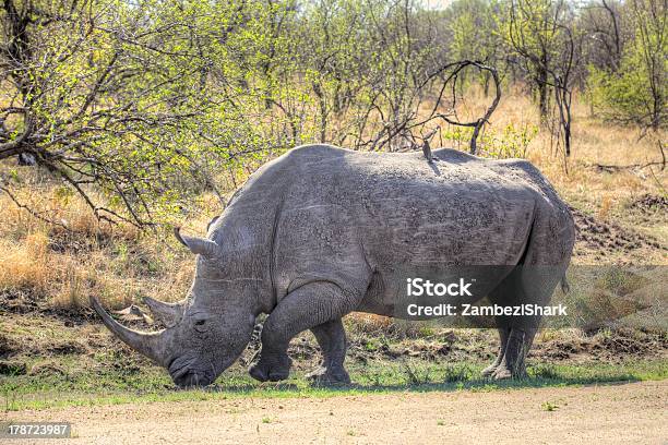 Blanco Rhino Foto de stock y más banco de imágenes de Animal - Animal, Animales de Safari, Animales salvajes