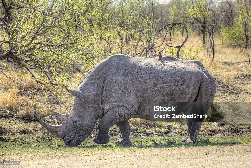 Branco Rhino - Royalty-free Animal Foto de stock
