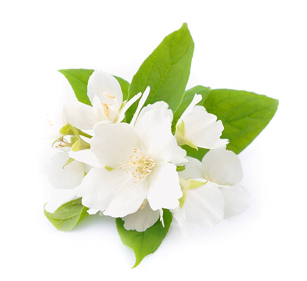 istock White flowers of jasmine 178724034