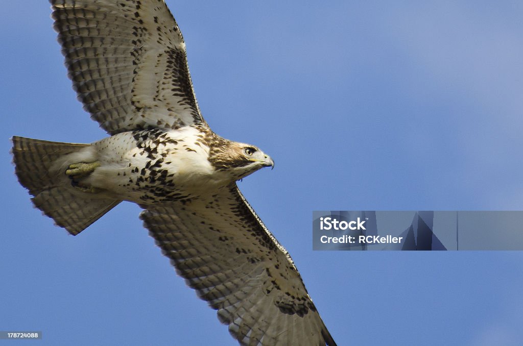 Junger Red-Tailed Hawk Flying Blue Sky - Lizenzfrei Bewegungsaktivität Stock-Foto