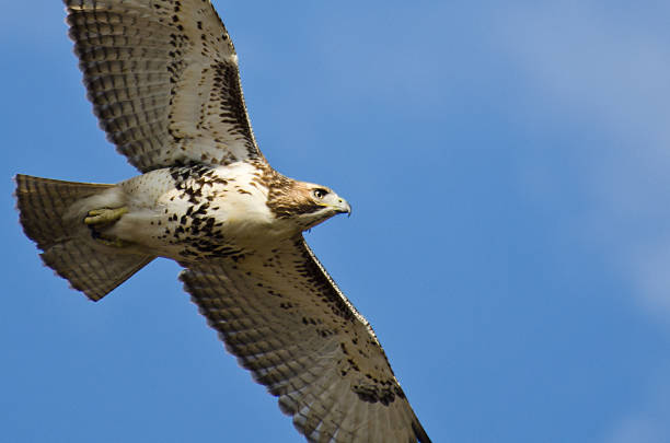 junger red-tailed hawk flying blue sky - red tailed boa stock-fotos und bilder