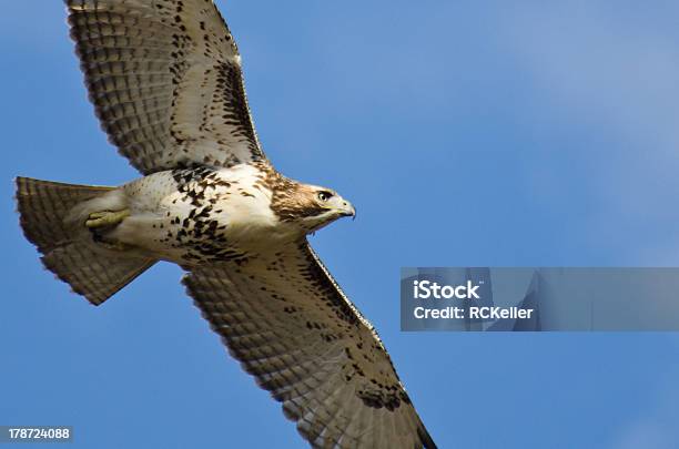 Junger Redtailed Hawk Flying Blue Sky Stockfoto und mehr Bilder von Bewegungsaktivität - Bewegungsaktivität, Braun, Fliegen