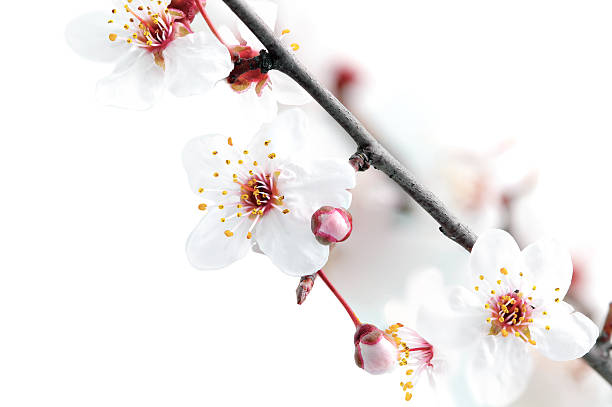 istock Branch with blossoms. Isolated on white background. 178724148