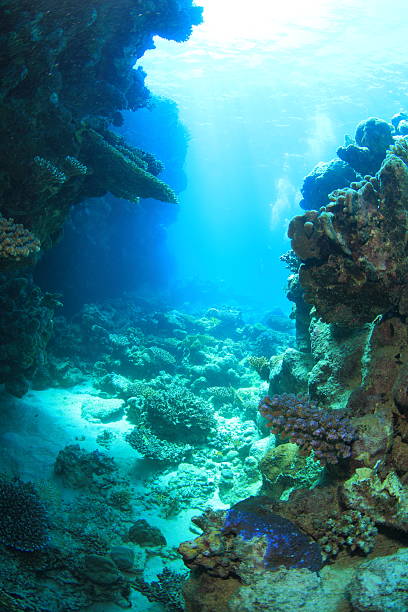 istock Marine Life in the Red Sea 178724226