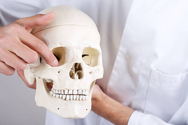 istock doctor showing orbital floor 178724294