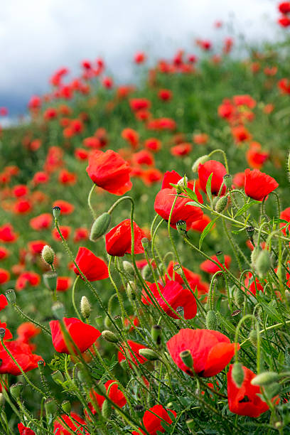 Field of Corn Poppy stock photo