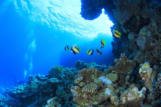 istock Marine Life in the Red Sea 178724399